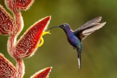 Class A Nature Image of the Year Just a Sip by Hali Sowle, Stony Brook Camera Club (MA)