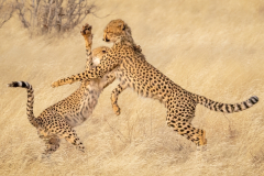Class B Nature Image of the Year Cheetah Cubs Playing by Mary Doo, Cape Cod Art Center (MA)