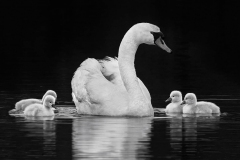 Class B Monochrome Image of the Year Mama Swan and Her Cygnets by Cynthia Rand of Central NE (MA)