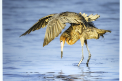 Honor Award “Reddish Egret Fishing” by Dianne Carey