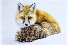 Judge Tara Marshall’s Choice “Red Fox in Winter” by Daniel Carey