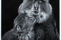 Honor Award “Manyara Monkey Baby Looking up to Mom” by Dianne Carey