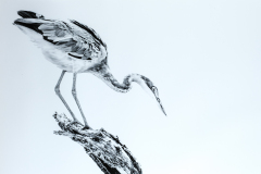 Honor Award “Gray Heron, Kenya” by Linda Cullivan