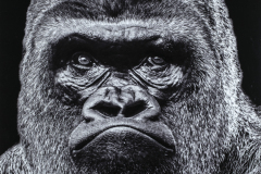 Honor Award “The Pout” by Katie  Slawitschek