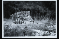 Judge Michael Goodman’s Choice “Great Grey on the Hunt” by Roy Haddock