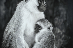 Judge Daniel Carey’s Choice “Vervet Young Nuzzles for Comfort” by Darcy Robinson