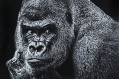 Harold Ahern Memorial Award for Best Nature “Strike a Pose” by Robyn Abrams