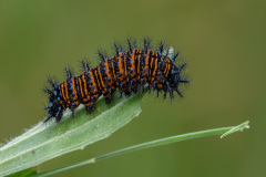 1st place by Walter Knox of Upper Cape Camera Club (MA) with “Baltimore Checkerspot Caterpillar”