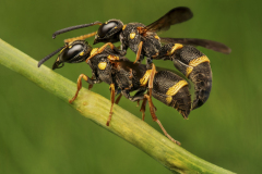 Honor Award,	Lisa	Cuchara, HonNEC,	“Wasps Macro,”	New Haven Camera Club (CT)