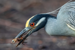 Honor Award,	Peter	Curcis, MNEC,	“Yellow-crowned with Fiddler Crab,”	Greater Lynn Photographic Assn (MA)