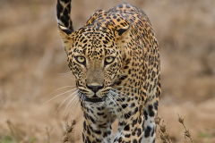 2nd place,	Michael	Goodman, MNEC,	“Leopard No 1A,”	Greater Lynn Photographic Assn (MA)