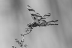 Honor Award,	Wayne	Foote,	 “Halloween Pennant,”	Eastern Maine Camera Club (ME)
