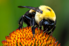 Honor Award,	Bob	Legg,	“New Hampshire Bee,”	North Country Camera Club (NH)
