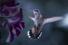 Honor Award,	Tom	Malinski,	“Rufous Hummingbird,”	Litchfield Hills Camera Club (CT)