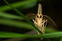 2nd place, 	Jen	Hohenboken,	“Moth in the Night,”	North Country Camera Club (NH)
