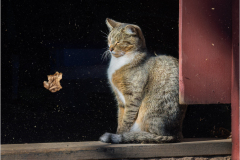Honor Award,	Karin	Lessard,	“Stable Cat in a Wind Storm,”	Simsbury Camera Club (CT)