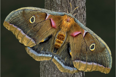 Honor Award, Polyphemus Moth by Paul Peterson, MNEC, New Haven Camera Club (CT)