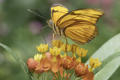 Honor Award, Julia Butterfly Sipping Nectar by  Sue Abrahamsen, Assabet Valley Camera Club (MA)