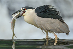 Honor Award, Black Crown Night Heron Fishing 1 by Michael Goodman, MNEC, Greater Lynn Photographic Ass’n (MA)