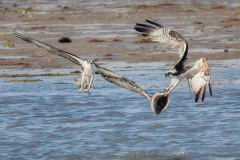 Honor Award, Osprey with Flounder by James Kay, Nashoba Valley Camera Club (MA)
