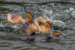 Honor Award by Frank Zaremba of Simsbury Camera Club (CT) with “Duck Fight”