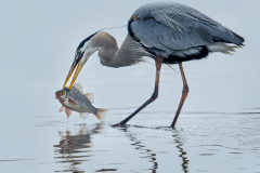 Honor Award by Lisa Cuchara of New Haven Camera Club (CT) with “Blue Heron with Fish”