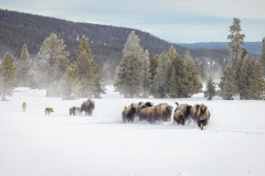 Second Place, Wild Wild West by Laura Bradford, Eastern Maine Camera Club (ME