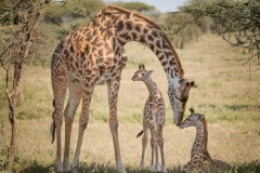 Class A Nature Category Image of the Year, Rare Twin Giraffe Calves with Attentive Mother by Darcy Robinson, Nashoba Valley Camera Club (MA)