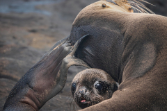 Class B Nature Category Image of the Year, Wide-Eyed Pup by Maryann Flick, Coastal Camera Club (CT)